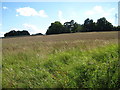 SJ7833 : Field near Charnes Old Hall by Peter Fleming