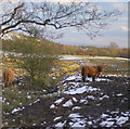 Field by Bleasdale Lane