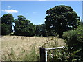 Oak trees and field