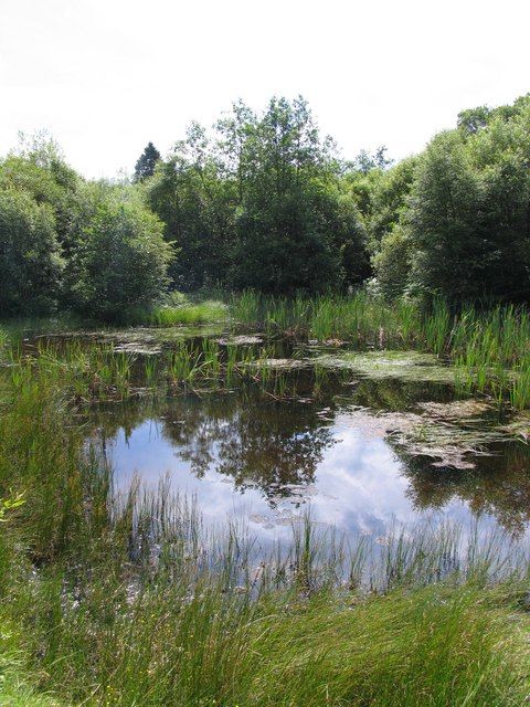 Pond in the Taf Fechan forest