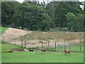 Red Deer stags