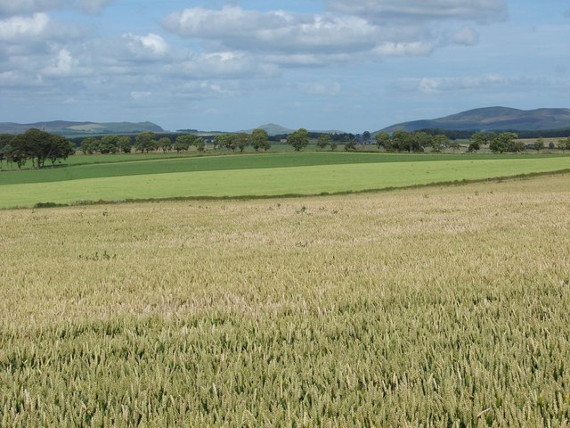 Wheat-field at Swaites Farm