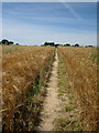 Going through the barley, west of Hempstead