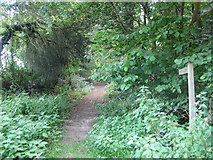 TG1038 : Footpath heading south near Selbrigg Cottage by Zorba the Geek