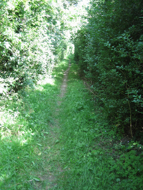 Along between the hedges of Hurdle Lane