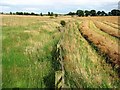 Rough pasture and drying oilseed.