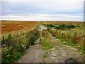 Crops on Ingoe Moor