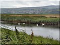 C5323 : Lough Foyle bird sanctuary by Kay Atherton