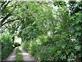 Track north of Bryn Poeth