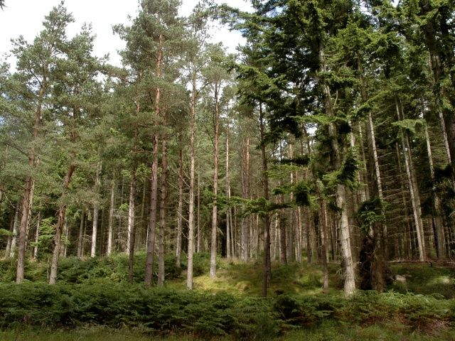 Trees in Bennachie Forest