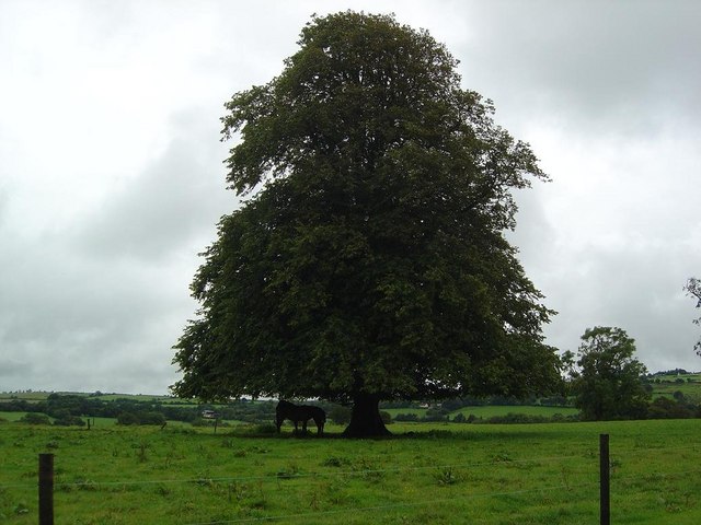 Horses Sheltering Under Big Lime Tree, County Limerick