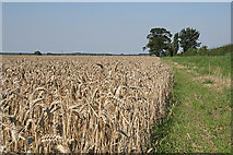 SK6896 : Ripening corn near Highwood Farm by Alan Murray-Rust