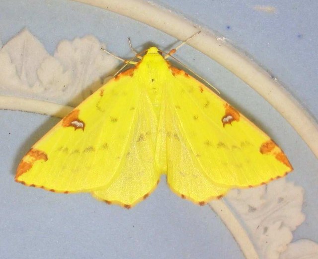 Brimstone moth © M J Richardson :: Geograph Britain and Ireland