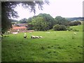 Sheep grazing near Whorlton Old Church