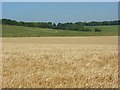 Farmland  and downland near Lopcombe Corner