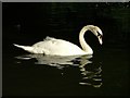 SU8792 : One of the many Swans on the Dyke by Peter Jemmett