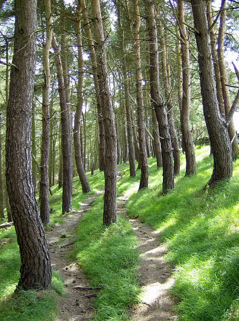 Footpath through woodland above Hartington