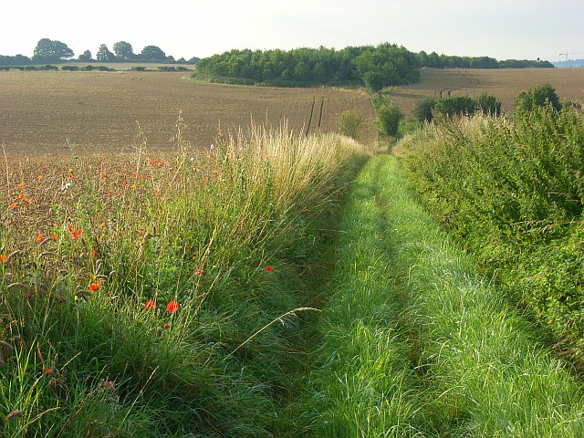 Farmland and copse, Allington