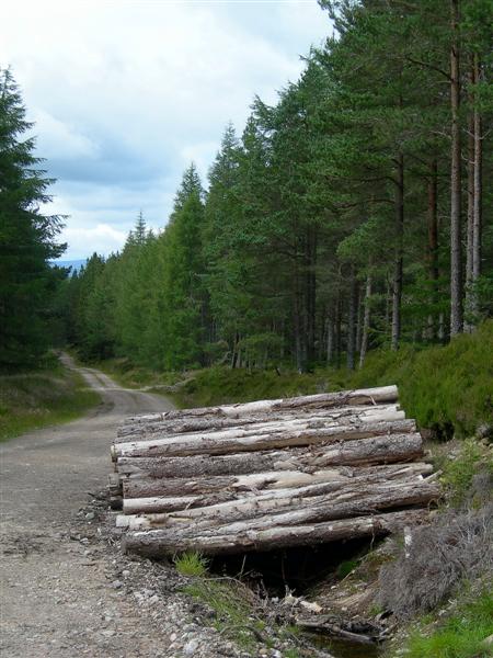 Track In Newtyle Forest