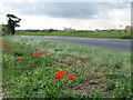 TG1523 : Poppies alongside Holt Road by Evelyn Simak