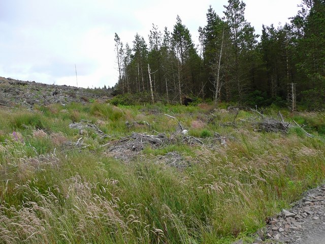 Where the felling stopped