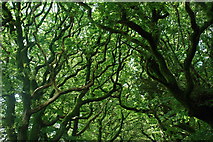 SH4543 : Coed Y Lôn Goed - Lôn Goed's trees by Alan Fryer