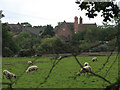 Sheep grazing at Avenue Farm