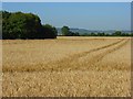 Farmland, Over Wallop