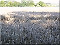 Wheat field ready for harvesting near Down Barn