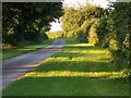 Evening light along the byway towards Homington