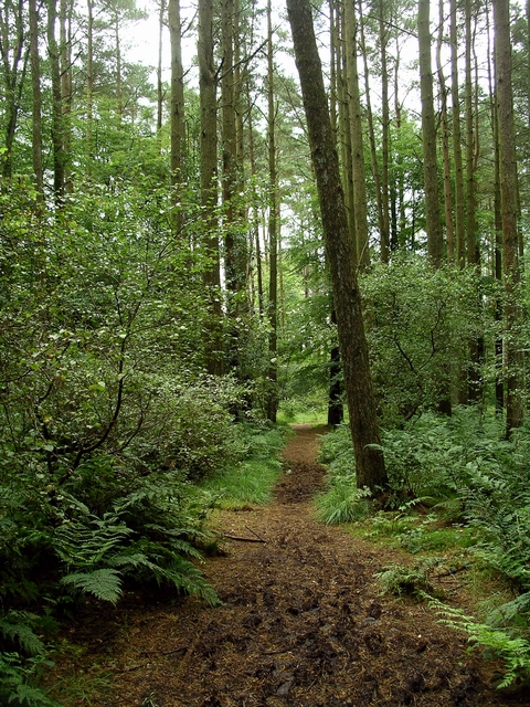 Muddy path, Eskrigg nature reserve © Lynne Kirton :: Geograph Britain ...