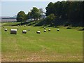 Hay meadow at Lopcombe Corner