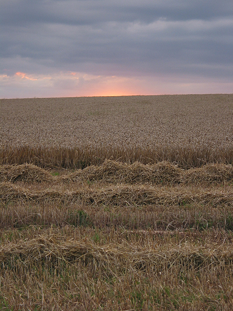 Wheat crop, late evening