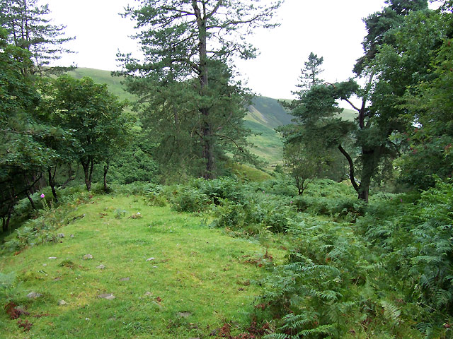 Trees near Afon Dulas, Ceredigion