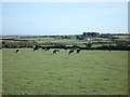 Cattle grazing near Lochturffin