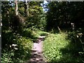 Hall Royd Wood Footpath