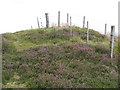 Fence on Carlunie Hill