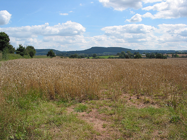 Wheat crop at Wyelea