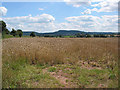 Wheat crop at Wyelea