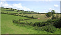 Zig-zag hedges and dairy pasture