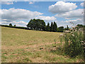 Grazing land near Sellack Marsh