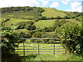 Pasture in Cwm Nant Carfan