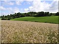 H8790 : Barley Country, Magherafelt by Kenneth  Allen