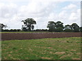 Recently ploughed field with birds