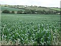 Field of maize near Pelcomb Bridge