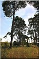 Trees at Weeting Heath