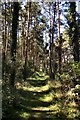 Weeting Heath National Nature Reserve