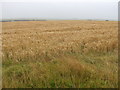SM9029 : Barley near Pen y bank by Jonathan Billinger