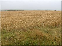 SM9029 : Barley near Pen y bank by Jonathan Billinger