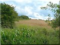 Farmland View